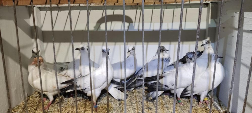 Gołębie wiedeńskie