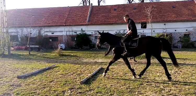 Kare wałachy- redukcja stada
