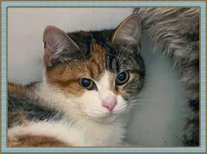 Золота дитина, привезена з війни, кішечка Періс, кішка 10 міс