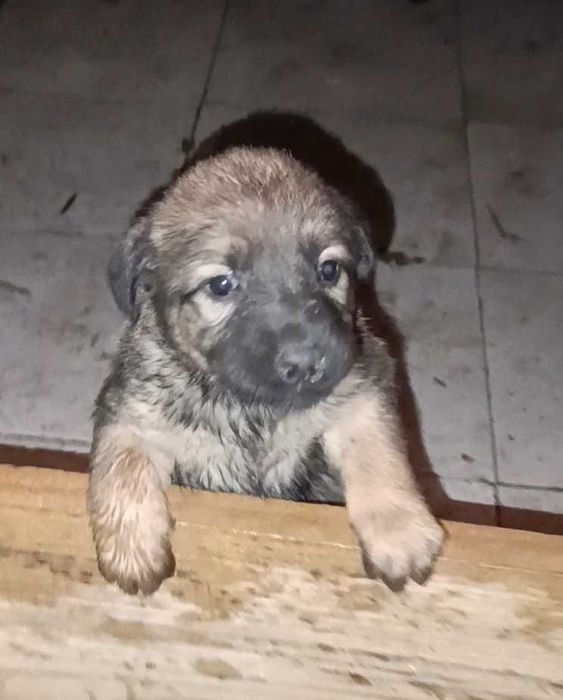 Doa-se filhote de cão porte Grande