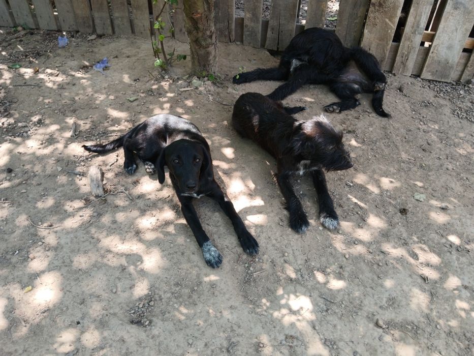 Подарую чудових щенят