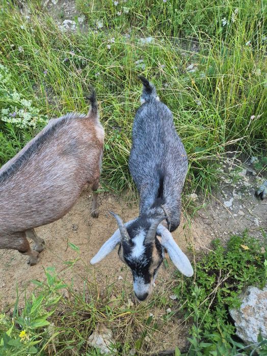 Sprzedam kozy Ryczów koło Ogrodzieńca