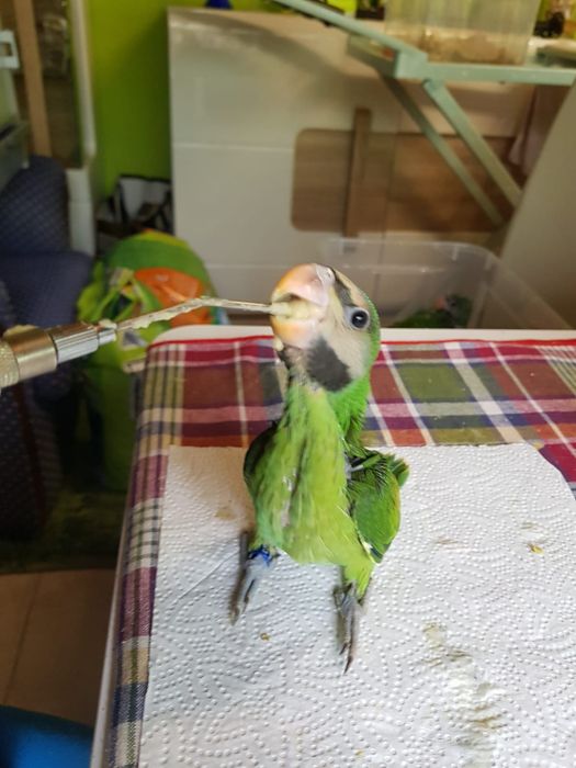 Mustaches para acabar de criar a mão