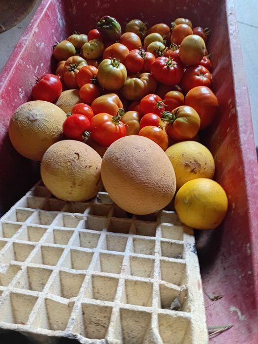 Vendemos legumes