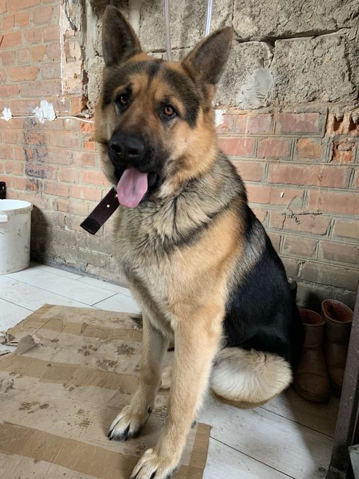 Німецька вівчарка в'язка