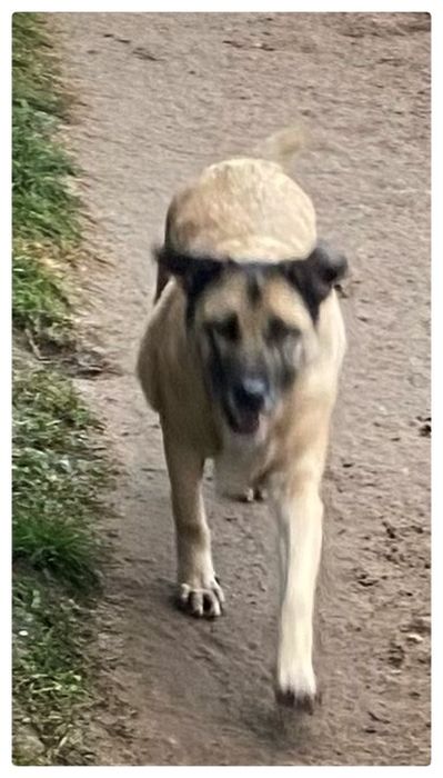 Sunia -Papunia , sunia do domu z ogrodem