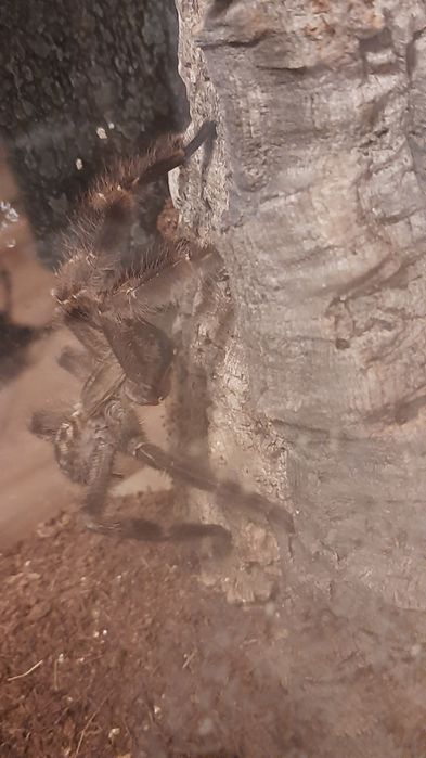 Poecilotheria miranda dorosły samiec