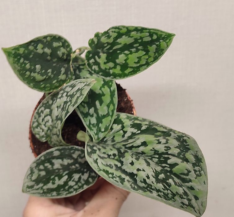 Сциндапсуси, Епіпремнуми Піктус, Требі, Марбл, Неон, Н Джой, Хеппі ліф