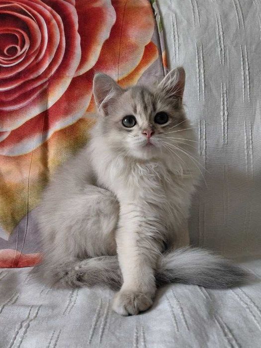 Шотландский длинношерстный котик в окрасе голубое золото ау11