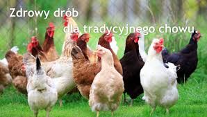 Kury nioski z jajkiem DOWOZ NA CAŁĄ POLSKE gratis. Odchowalnia drobiu.