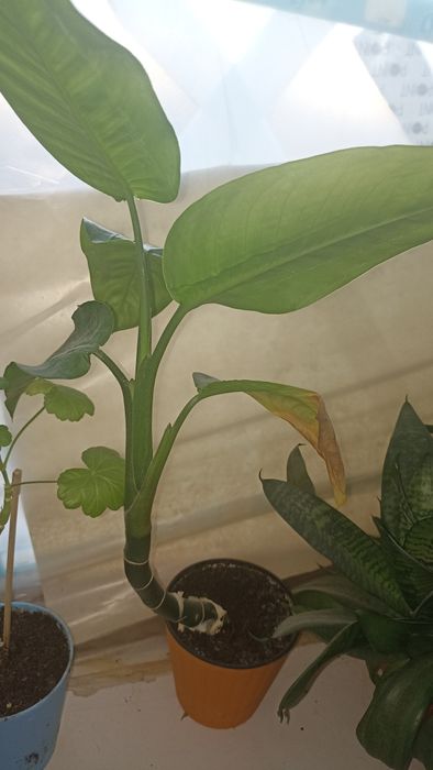 Домашні кімнатні квіти