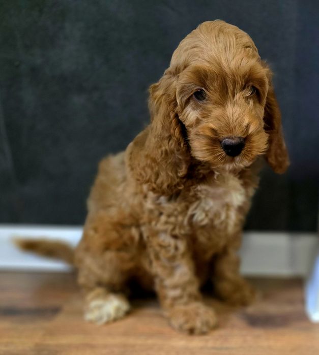 Piesek cockapoo!