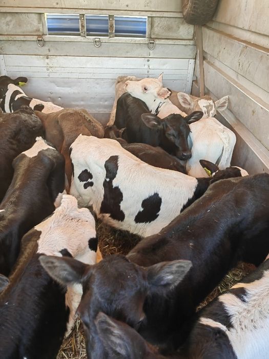 Cielaki z Polskich gospodarstw