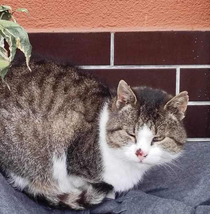 Bezdomny kotek szuka domu!