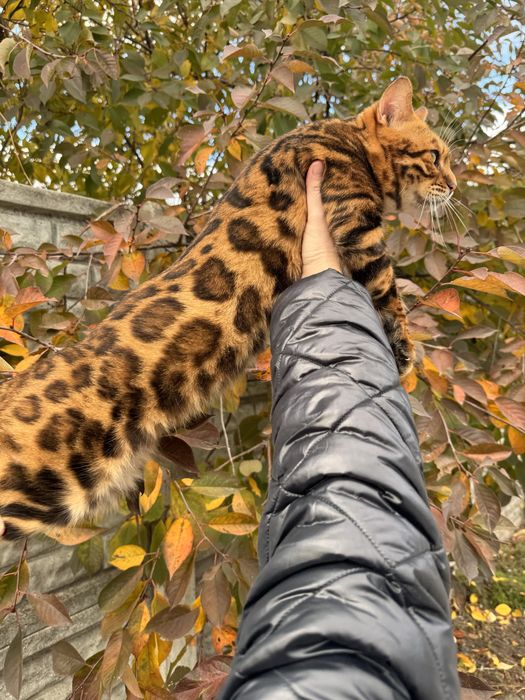 Бенгальский кот бенгал вязка