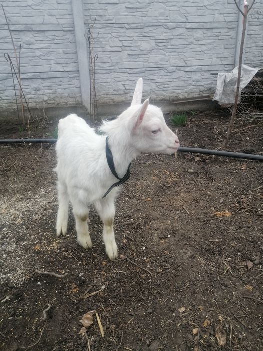 Продам зааненского козленка