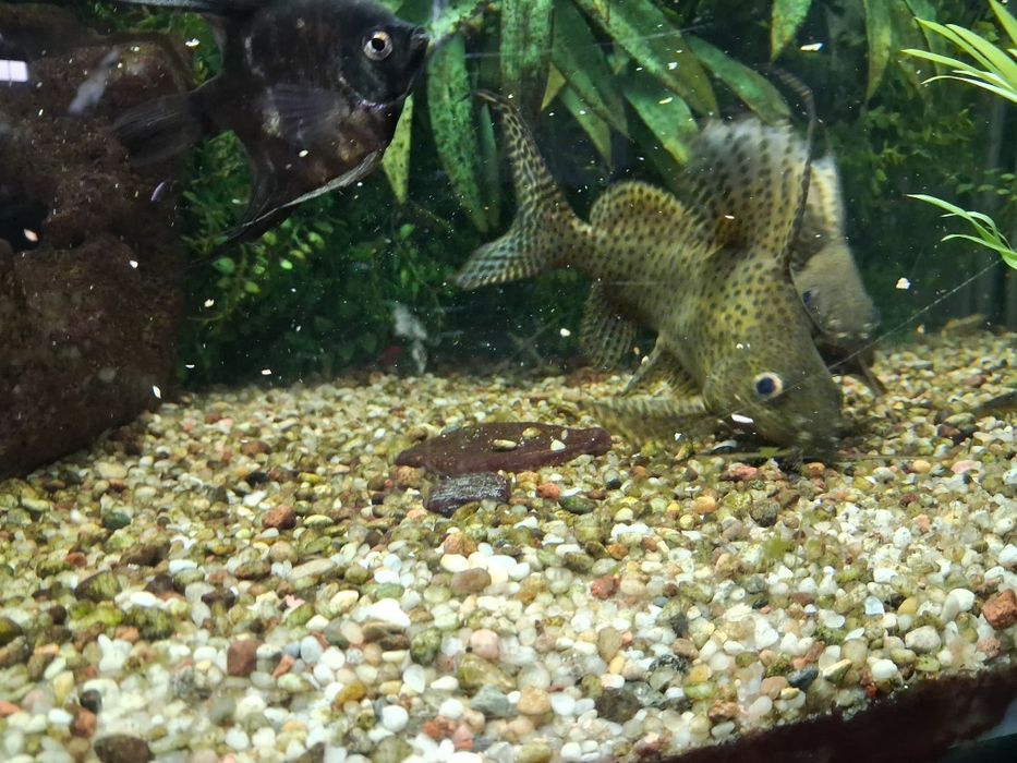 Witam sprzedam lub zamienie