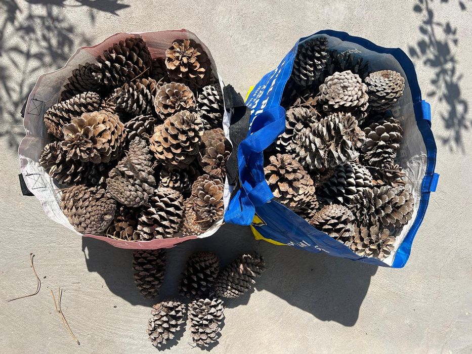 Vendo pinhas naturais para acendalhas de lareira