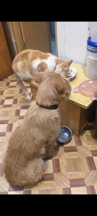 Ищем новых хозяев