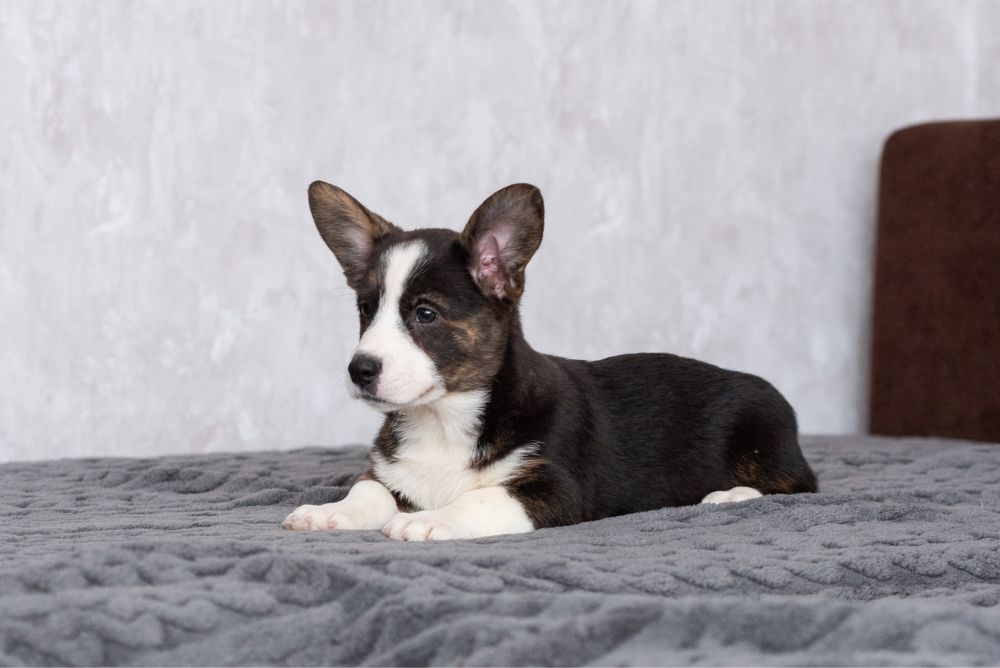 Прекрасні цуценята породи вельш коргі кардиган