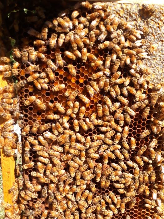 Островные острівні матки плідні пчеломатки бджоломатки США кордован