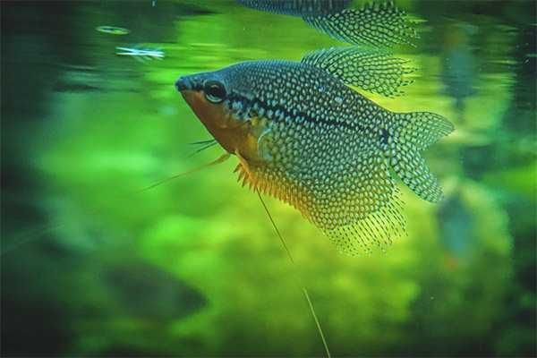CASAL Gourami Pérola 12cm