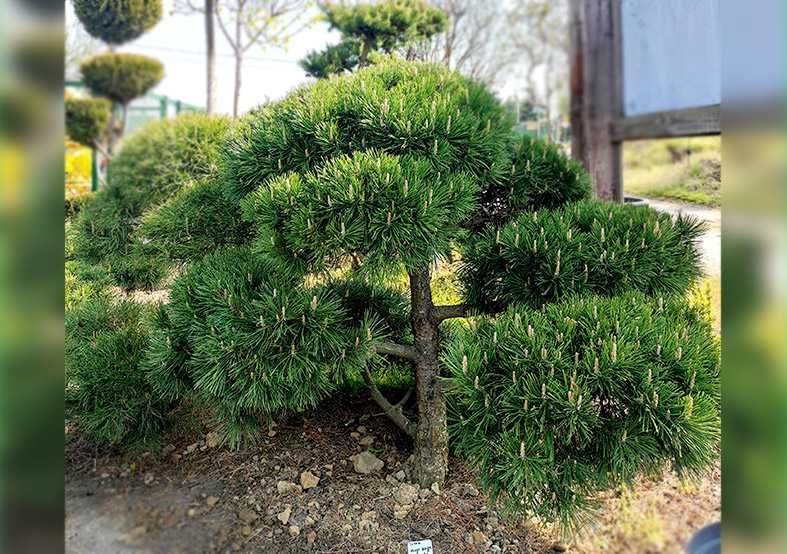 Piękne, formowane drzewa i krzewy ozdobne Bonsai i inne. Sosna, Cis, Tuja, Niwaki. Ogród