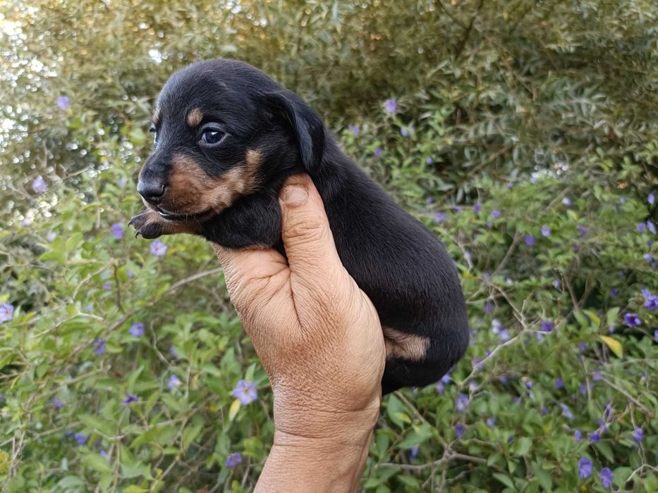 Teckel  macho mini preto afogueado