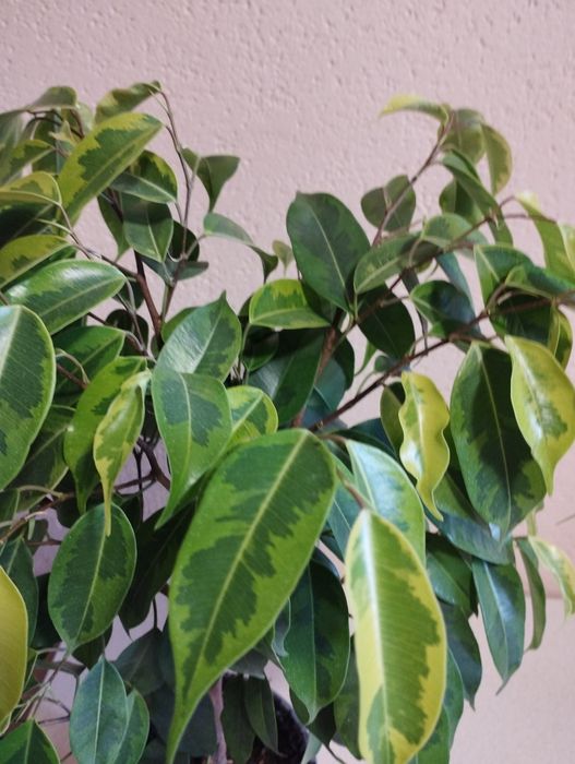 Фікус Бенджаміна Анастасія