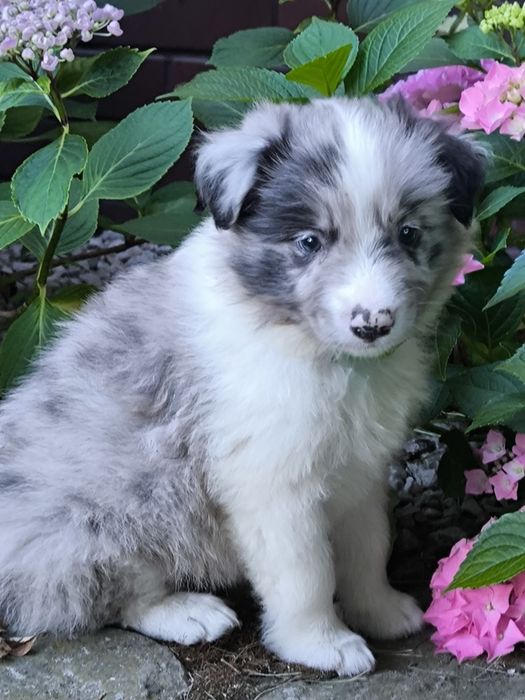 Border collie ZKWP FCI piesek blue merle