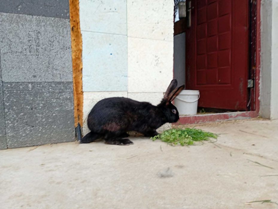 Króliki srokacze i barany francuskie