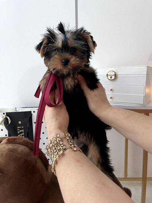 Обіймай і не відпускай  чарівні VIP Йорки тут!