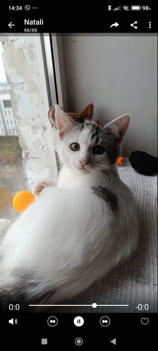 Віддамо кошеня у добрі руки