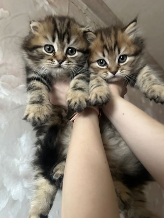 Продаж котиків )