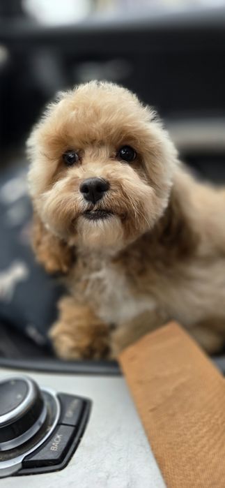 Cavapoo/ dziewczynka