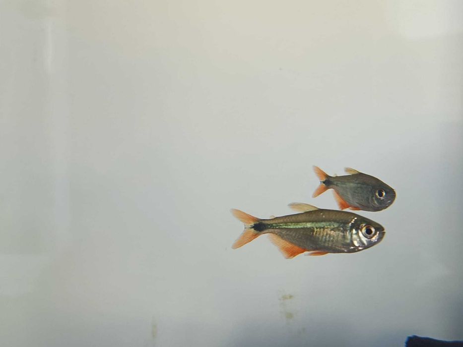 Tetra Cobre (Hasemania nana)