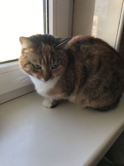 Киця. Кіт. Кошеня