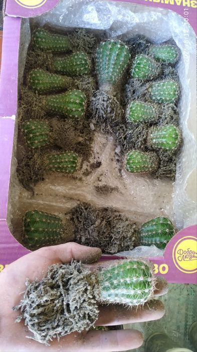 Кактус ехінопсис сукулент вазонок