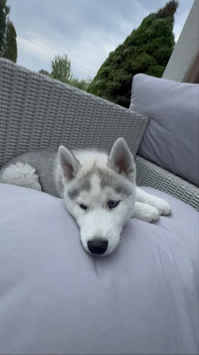 Siberian Husky - szczeniak ZKwP/FCI