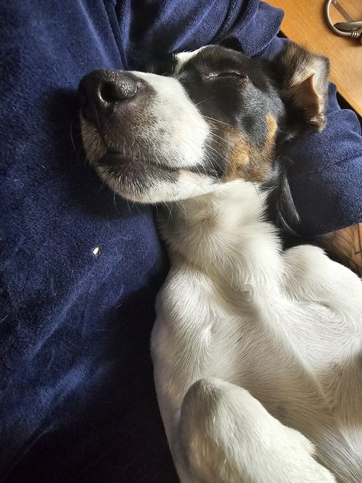 Pies z rodowodem Jack russell terrier