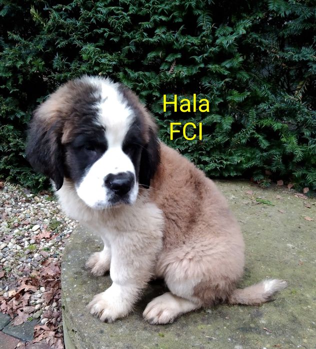 Bernardyn długowłosy szczenię FCI ZKwP