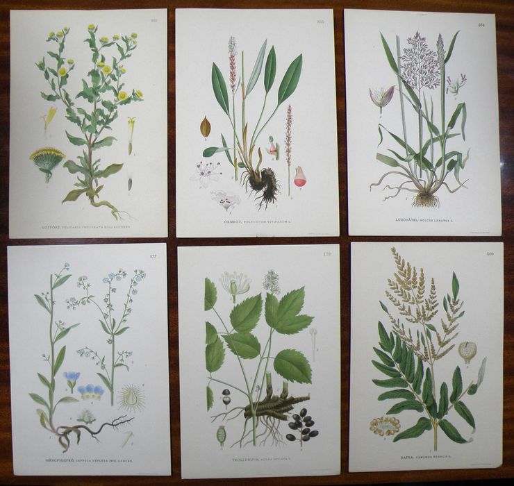 Stare ryciny botaniczne - litografie