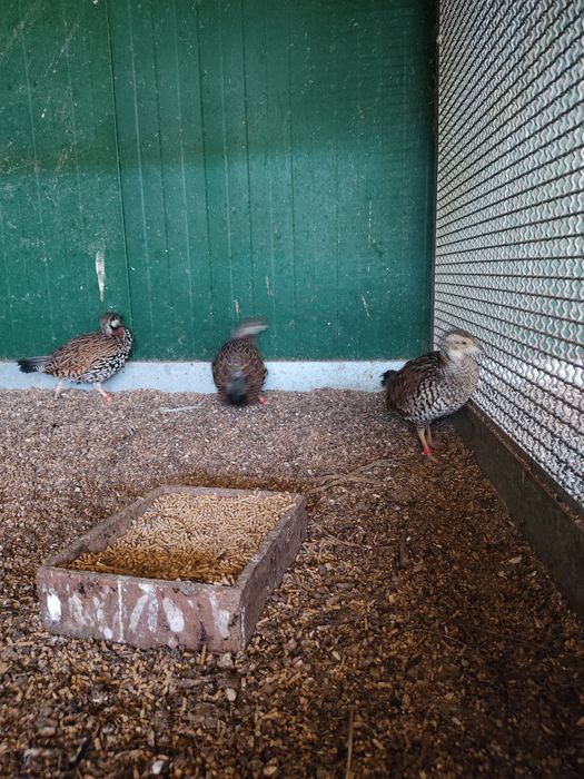 Faisões franclins...