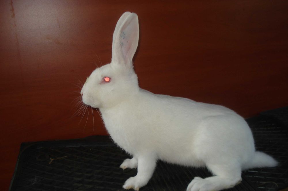 Króliki Termondzkie Białe z rodowodami