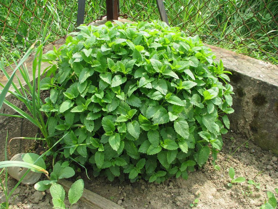 Melisa – suszone lub świeże młode liście z domowego ogródka + sadzonki