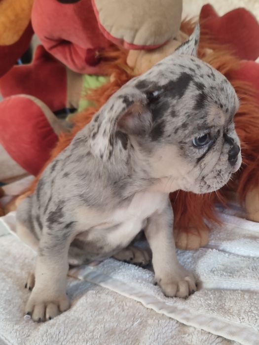 Три шикардосики французики мальчики