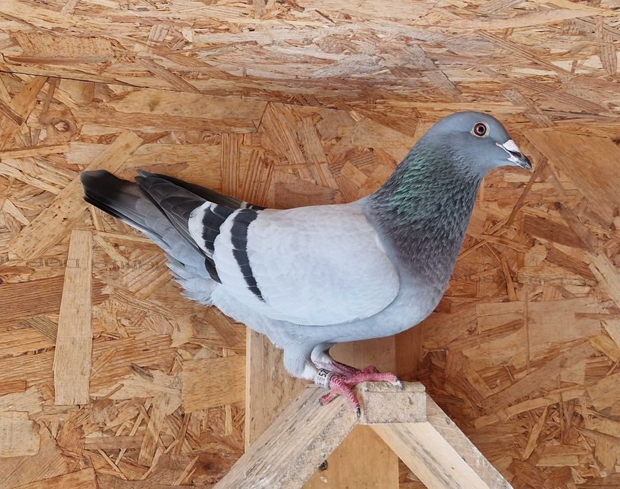 Pombos correios de competição