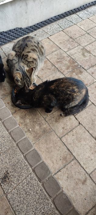 Oddam koty    za darmo