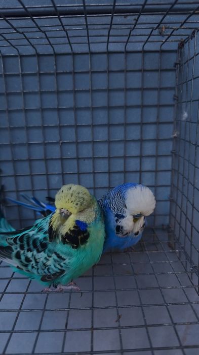 Casal periquitos ingleses