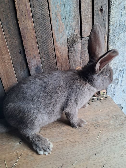 Mlode samiczki srokacz hawana